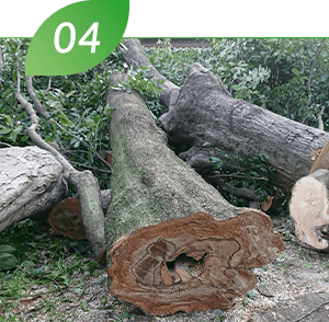 支障木・危険木の伐採